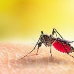 Waspadai Infeksi Menular Malaria! Kenali Gejalanya Agar Tidak Berakibat Fatal