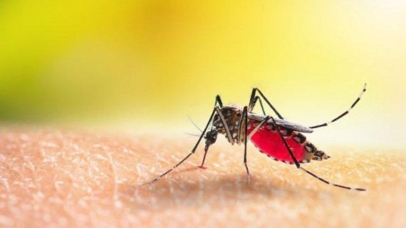 Waspadai Infeksi Menular Malaria! Kenali Gejalanya Agar Tidak Berakibat Fatal